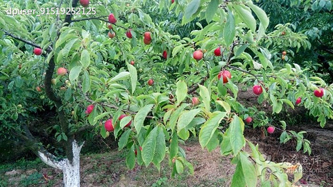 2017【迷城密室美食餐厅】湖州a密室古堡介绍攻略逃脱二之攻略湖州特色图片