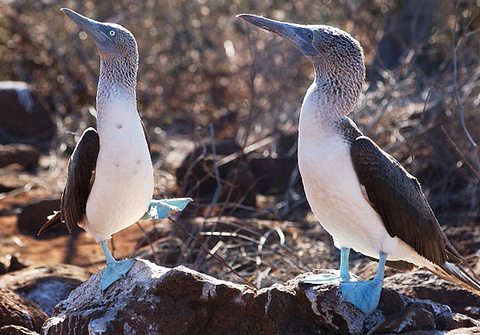 2015【加拉帕戈斯群岛旅游攻略】加拉帕戈斯