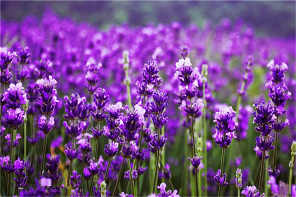 老武进GDP_常州大学武进校区