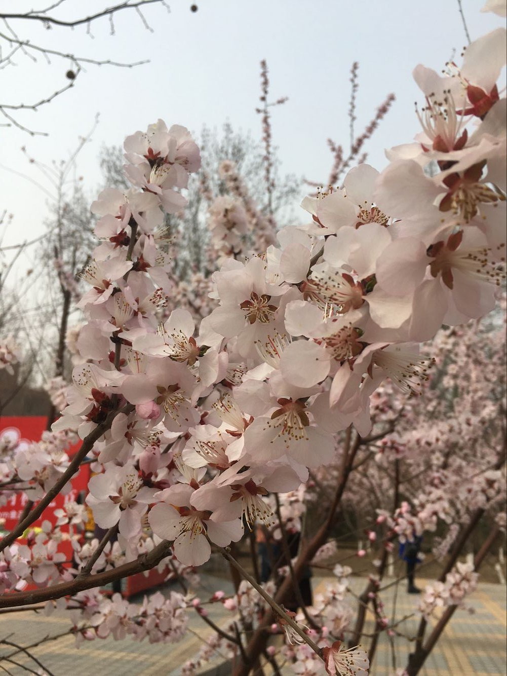 桃花流水窅然去， 别有天地非人