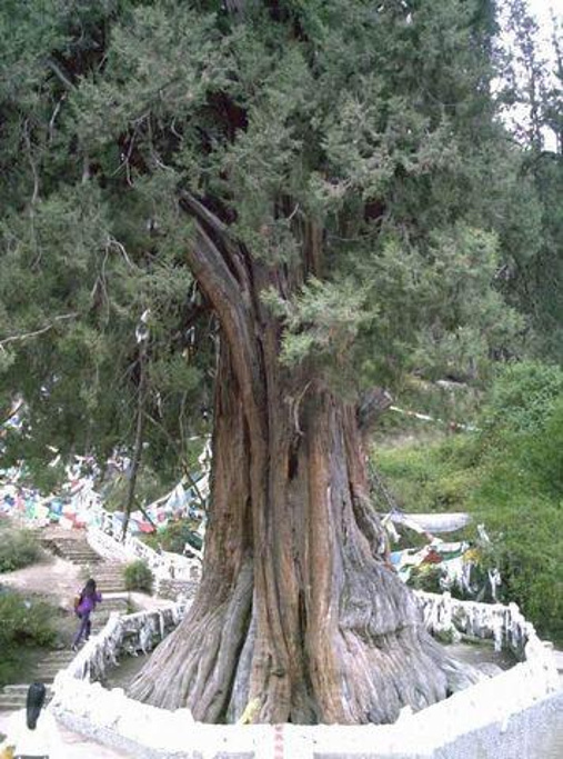 2014巨柏_旅游攻略_门票_地址_游记点评,林芝