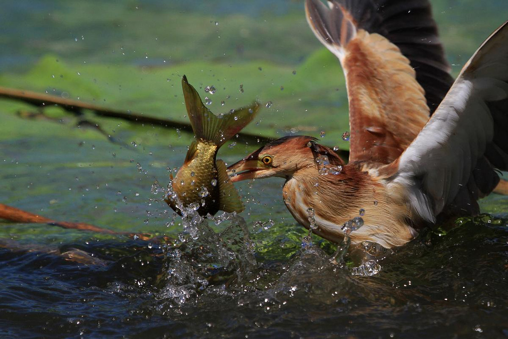 2014沙湖_旅游攻略_门票_地址_游记点评,银川