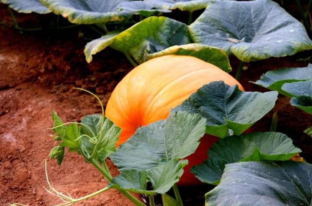 2014南天生态大观园_旅游攻略_门票_地址_游