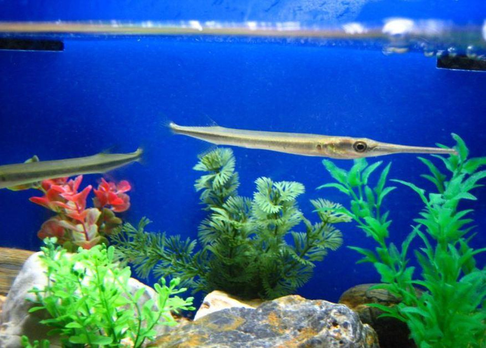 壁纸 动物 海底 海底世界 海洋馆 水族馆 鱼 鱼类 952_683