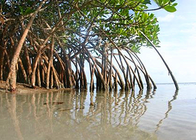 红树林