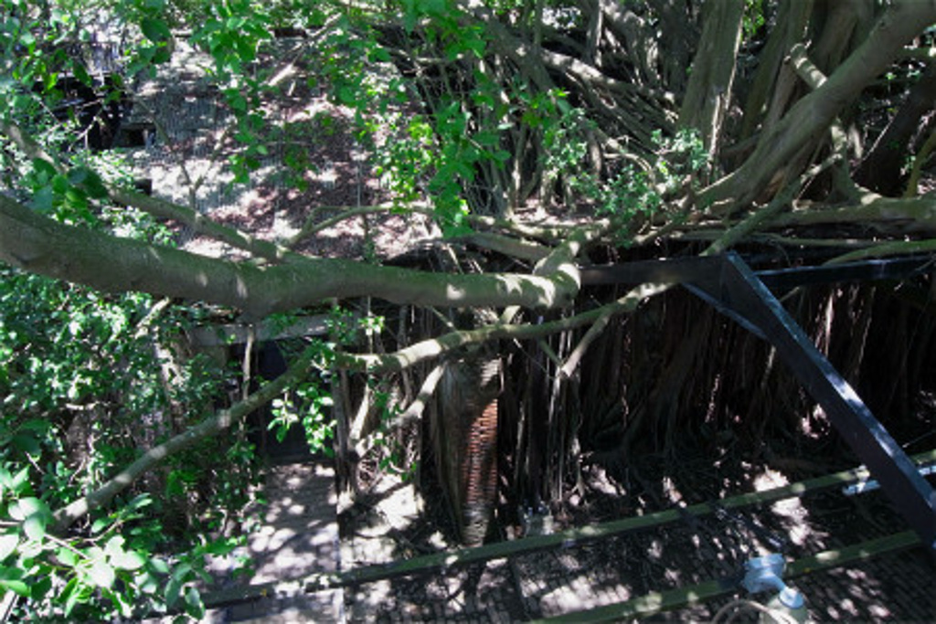 2014安平树屋_旅游攻略_门票_地址_游记点评