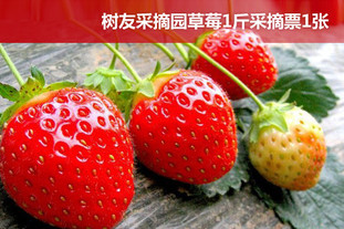 去哪儿网团：北京今日团购:【昌平】有效期至2012年5月30日！树友采摘园红颜草莓1斤采摘。新春郊游，亲子娱乐，健康美味！