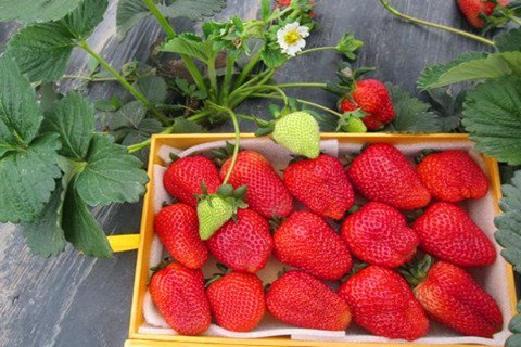 成都有效期至2013年05月30日!双流有机草莓基