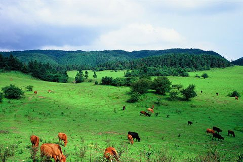 【<em>武隆仙女山</em>门票团购】-重庆<em>旅游团购</em>-去哪儿