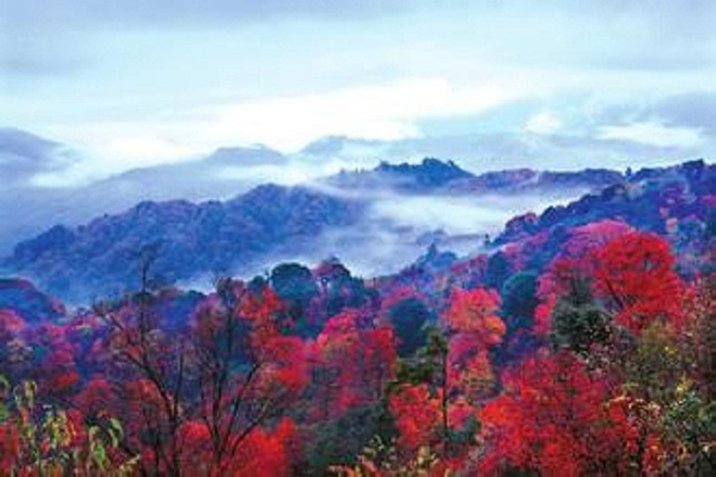成都出发3天2晚●金秋红叶之旅,光雾山 昭化古城,全程悠闲自在,九寨看图片