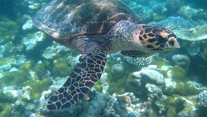 香港直飞马代康杜玛岛_康杜玛岛价格_康杜玛