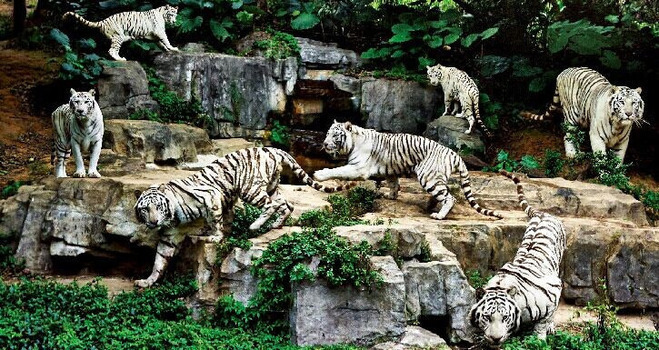 打印:暑假漳州出发去广州长隆旅游费用_长隆野