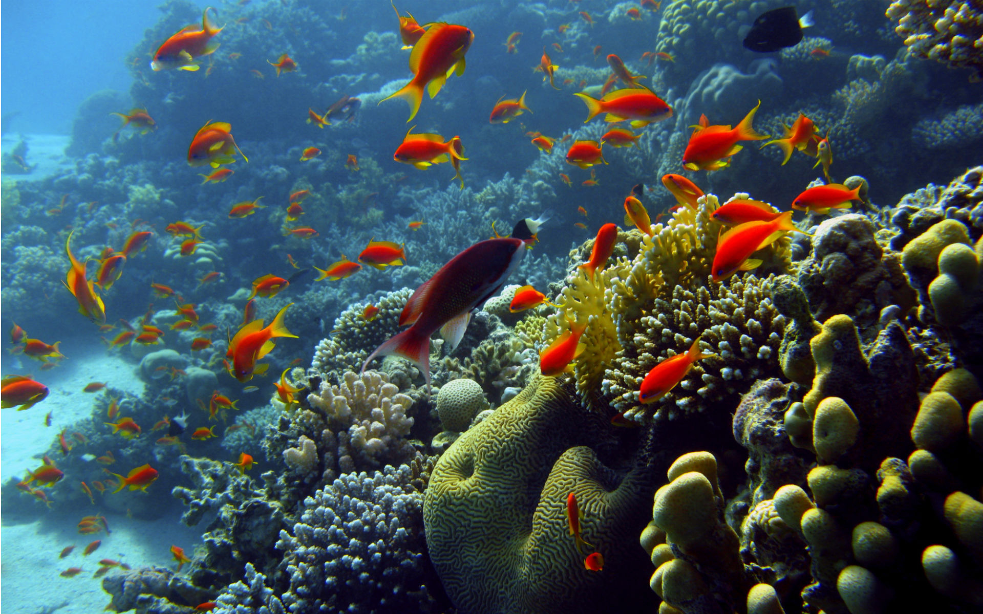 2015布里斯班旅游攻略,布里斯班自助游_周边