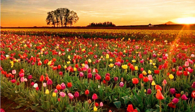 【赏花季 】荷兰+德国 鲜花古堡深度9日 荷兰一天观郁金香花园---库肯霍夫 全程当地四星级酒店 国航直飞