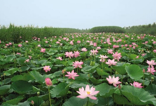 情趣桥 精品荷园 盛世荷花三面观音 观鱼湖 禽鸟苑 等景点)石家庄