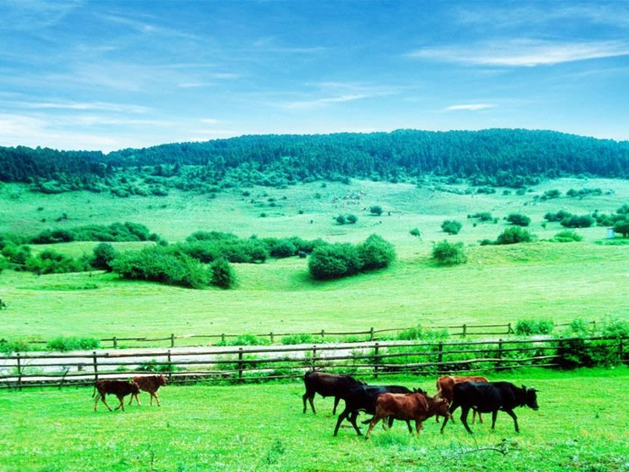 2014仙女山_旅游攻略_门票_地址_游记点评,重