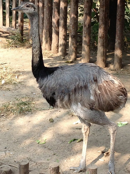 北京动物园旅游攻略-去哪儿网Qunar.com