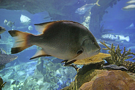 ac3e6926eeb94de093835fbb.jpg_r_270x180x90_70047574.jpg