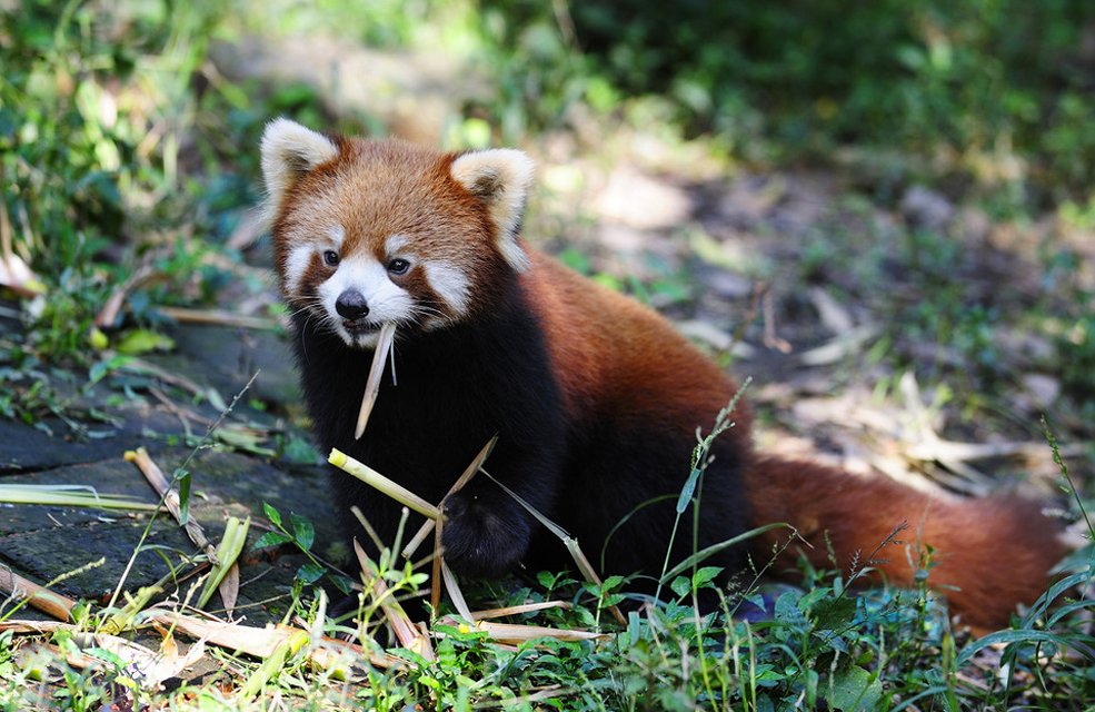 四川一日游旅游攻略_四川一日游旅游攻略指南