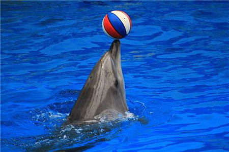 泰国 普吉尼莫海豚馆·海豚表演(vip门票)