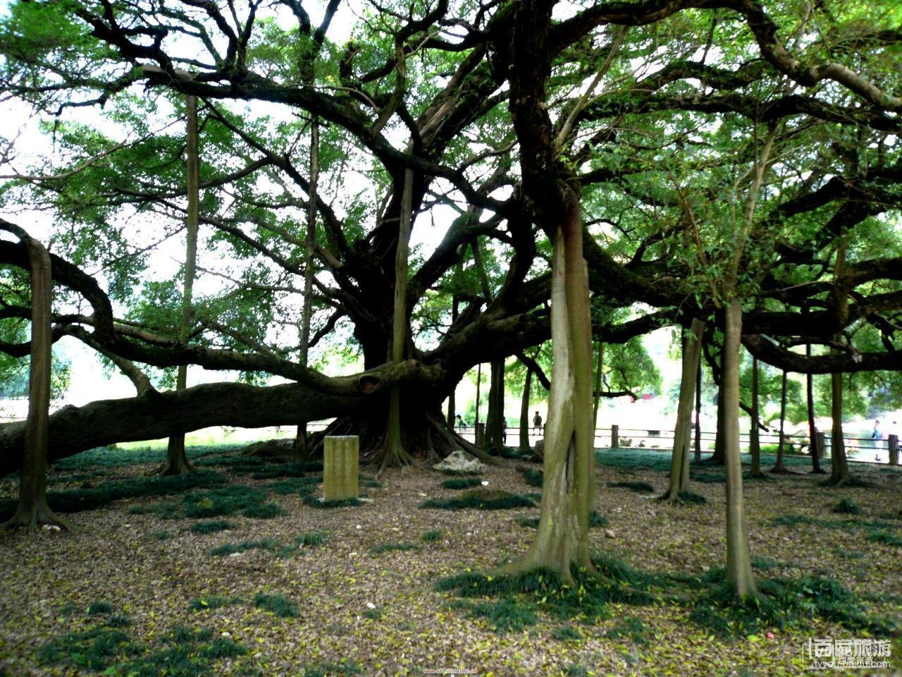 漓悠悠国际旅游 北京出发 桂林跟团游 阳朔大榕树(千年古榕)位于漓江