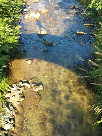 "...宿地方的旅途比较曲折，新手就不要把车开上山了，这里晚上超凉快，超级凉快，非常凉快，适合避暑圣地_神农谷国家森林公园"的评论图片