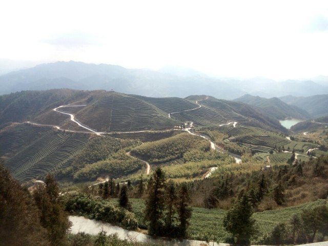 羊岩山茶文化园