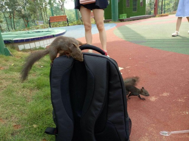 光明松鼠谷主题乐园