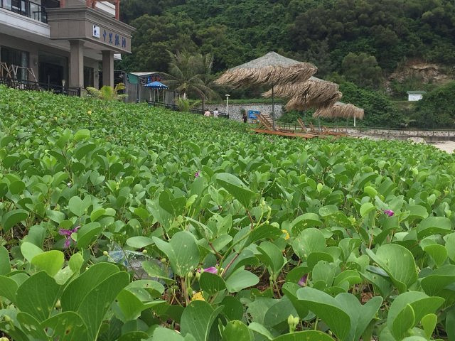 "...好去处，吃海鲜，玩沙滩，租部小车环岛游，订的是假期酒店，环境一般吧，那里消费比其他地方贵一点咯_上川岛飞沙滩旅游度假区"的评论图片