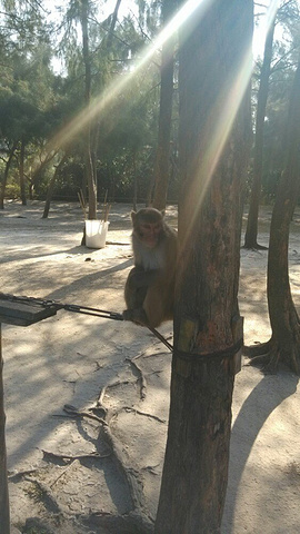 "_上川岛飞沙滩旅游度假区"的评论图片