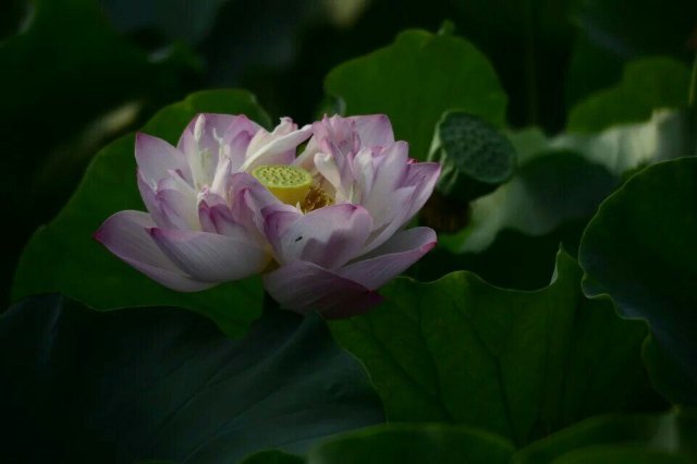 聊城南湖湿地公园