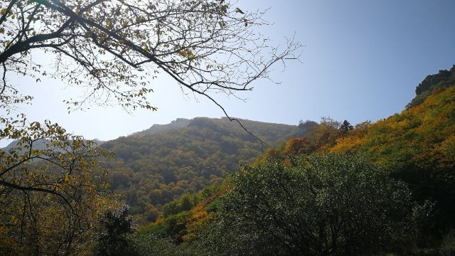 茅荆坝森林公园