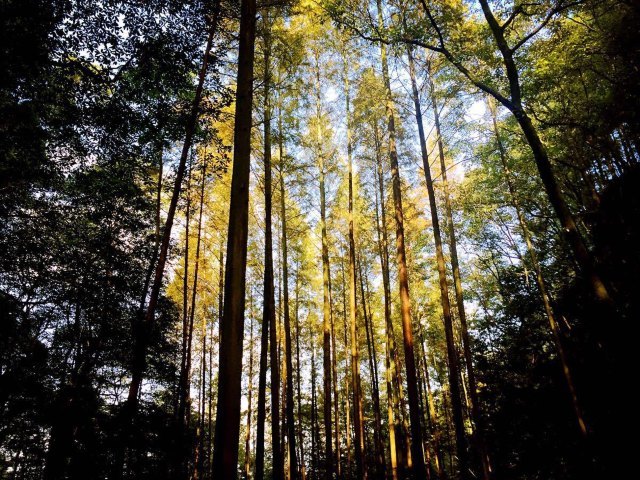 金城山森林公园