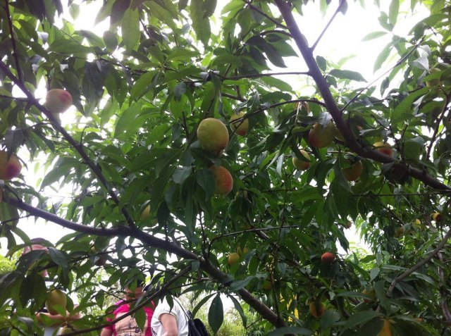 四连碓造纸作坊