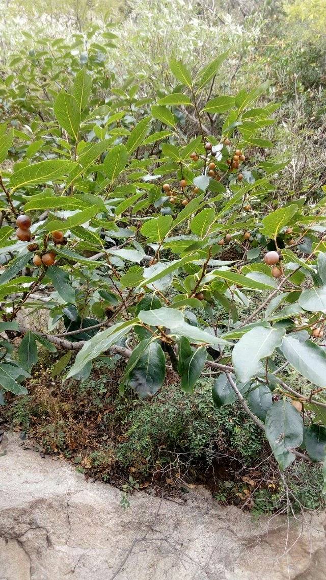 莱芜莲花山风景区