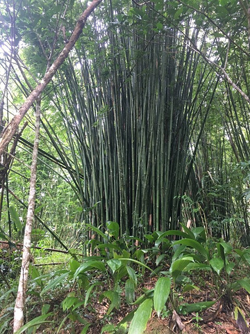 "漂流挺适合的，但是景色一般，太原始化，树木没有太打理，很乱很没观赏，栈道很湿滑，苔藓很多，同路..._五指山水满河热带雨林风景区"的评论图片