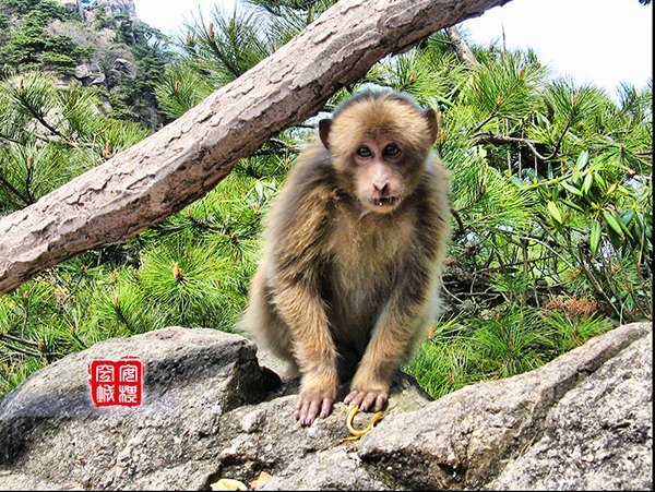 黄山野生猴谷景区