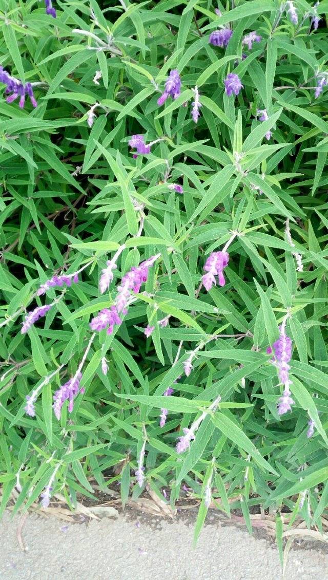 乡鸭湖欢乐王国