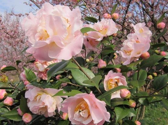 蒙山六里鬼谷景区