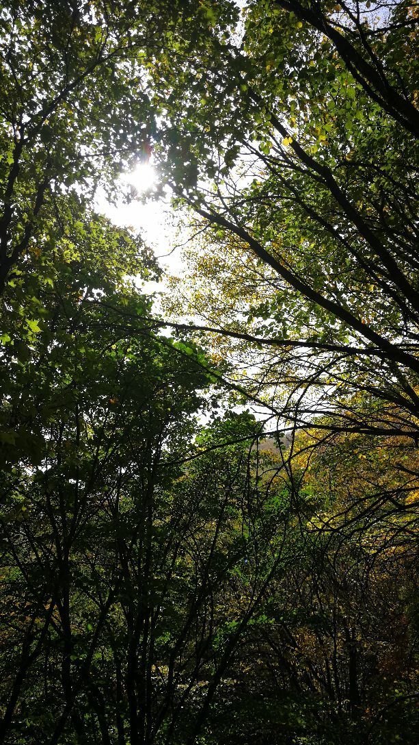 茅荆坝森林公园