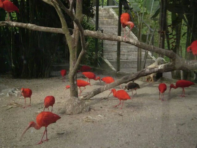 "_新加坡飞禽公园"的评论图片