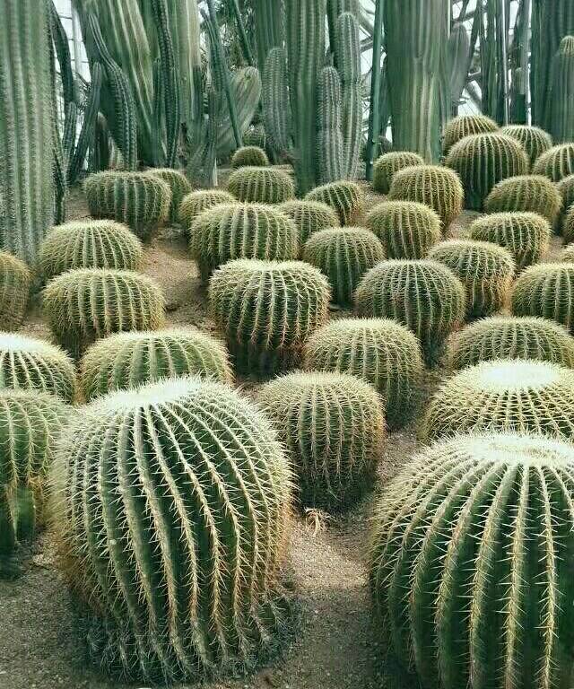 沙漠植物风情园