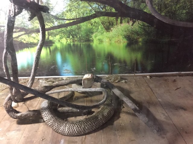 武夷蛇博园
