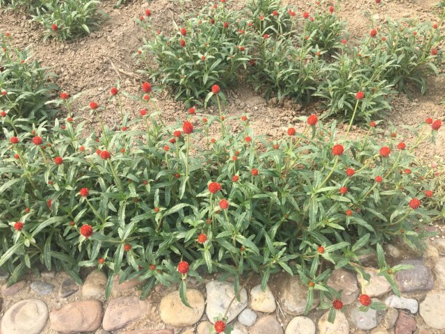 紫海芳庭薰衣草庄园