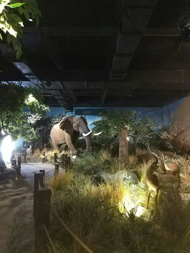 青岛滨海学院世界动物自然生态博物馆