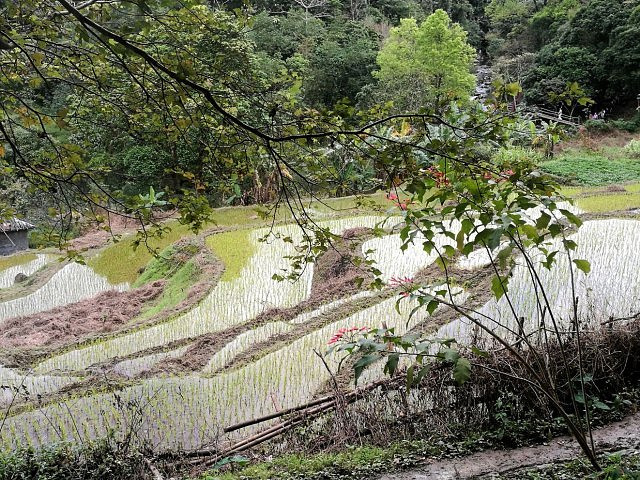 "雨林边缘开辟的一小片地方，风景优美，入口处可以眺望一下五指山，面积不大，2-3小时就转完了，有..._五指山水满河热带雨林风景区"的评论图片