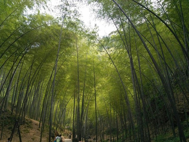 "不错，建议上山走路下山缆车，下山台阶比较坑脚，还有中途休息的凉亭太少且中间没有提供冷饮的地方，..._宜兴竹海"的评论图片