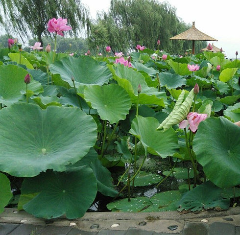 "一方水土养一方人，在城里需精心养护的荷花，在这里滋意的生长着，不用刻意养护，这就是荷花的圣地_元妃荷园"的评论图片