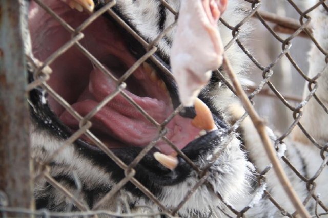 海林横道东北虎林园