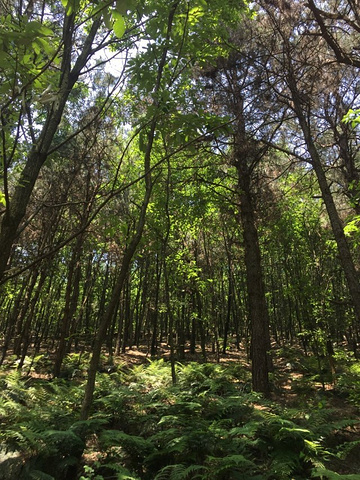 "_九真山风景区"的评论图片